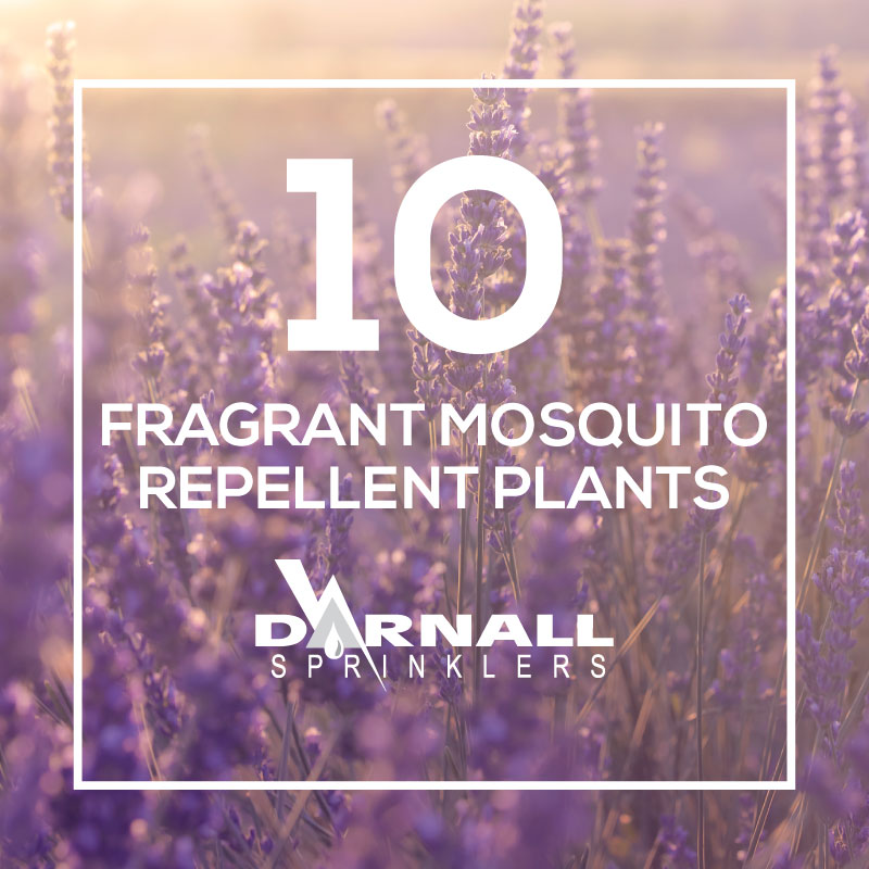 Mosquito-Repellent-Plants