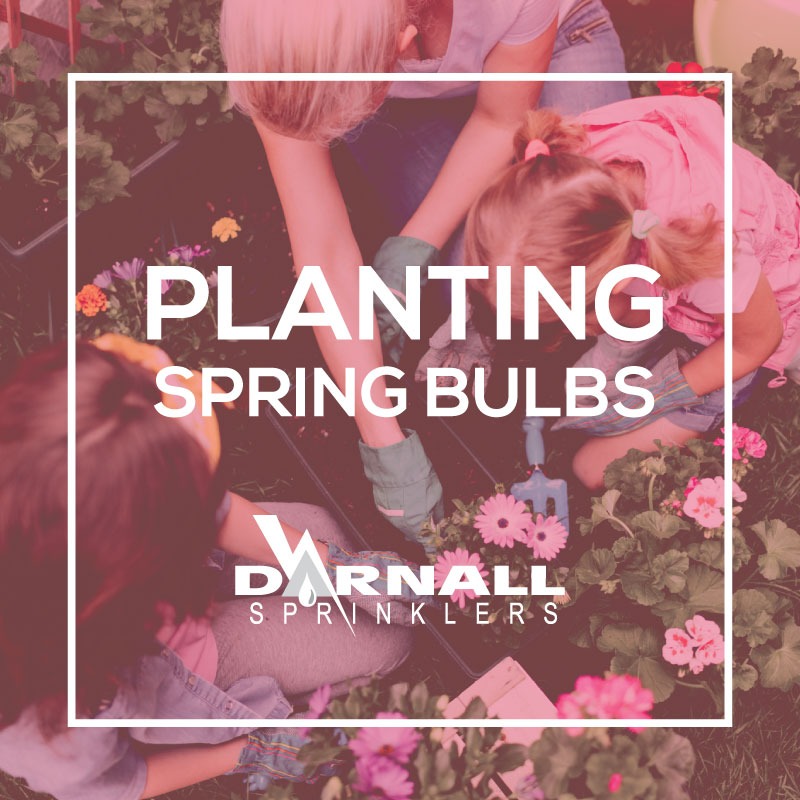 Spring-Bulbs