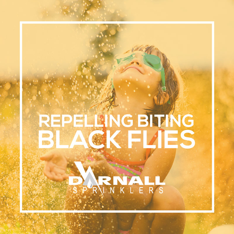 Black Flies