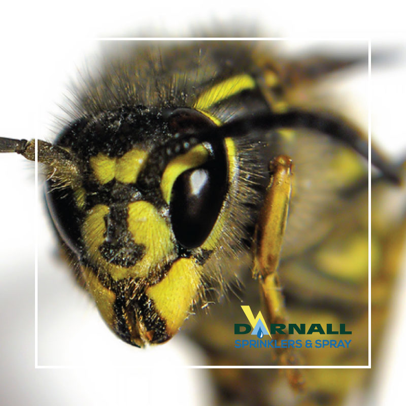 10 Facts About Wasps